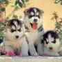 Siberian husky de ojos azules texto adopción nosotros al (301) 259-5988